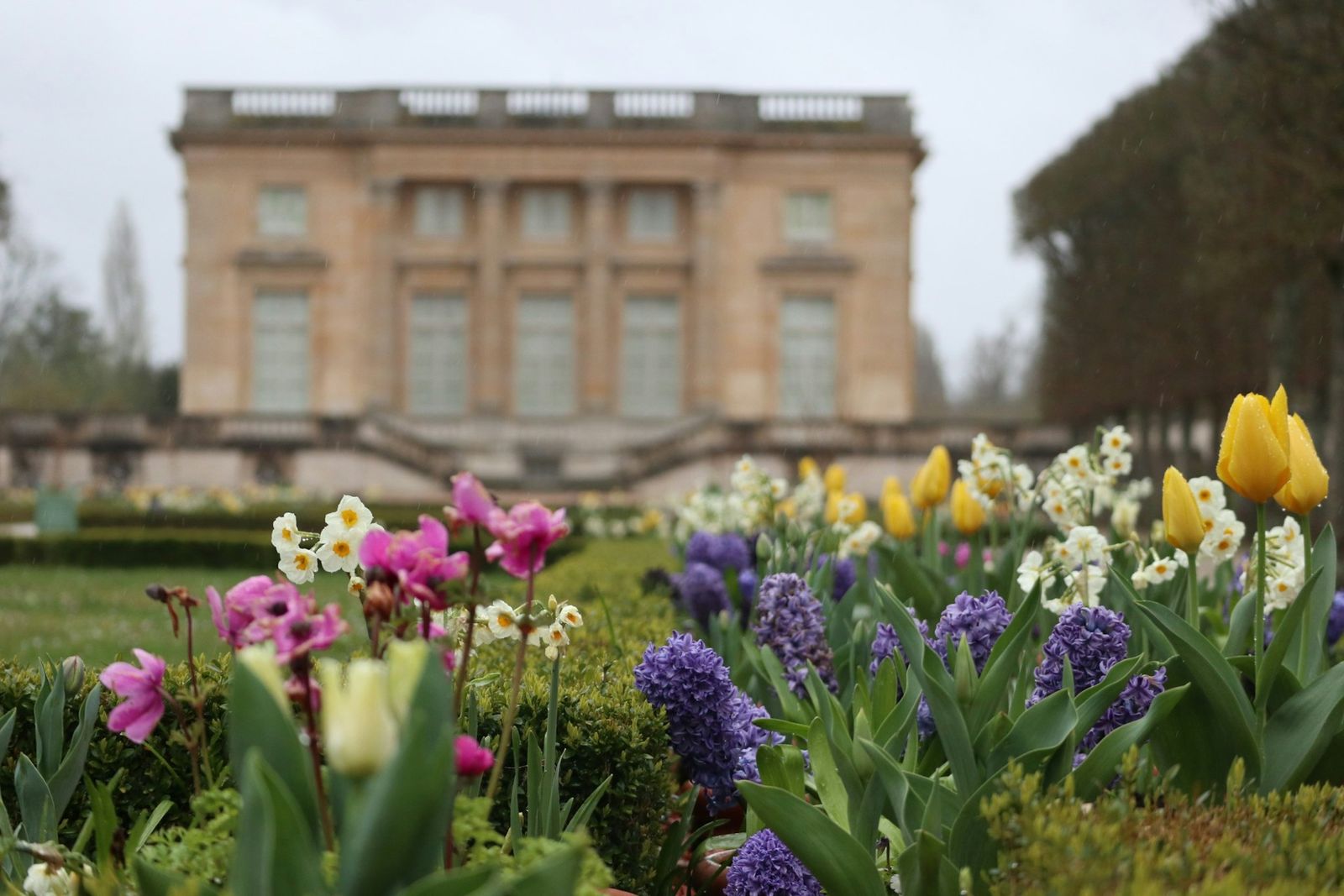 Tulips in the gardens of Versailles
