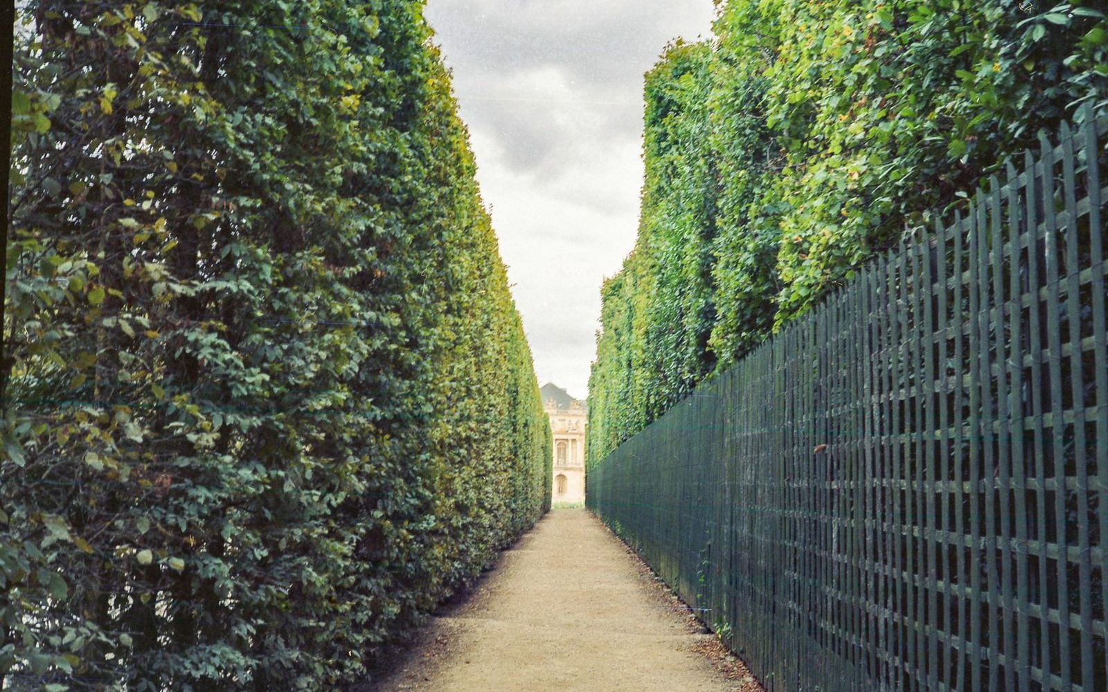 Tall clipped hedges along a garden path at Versailles
